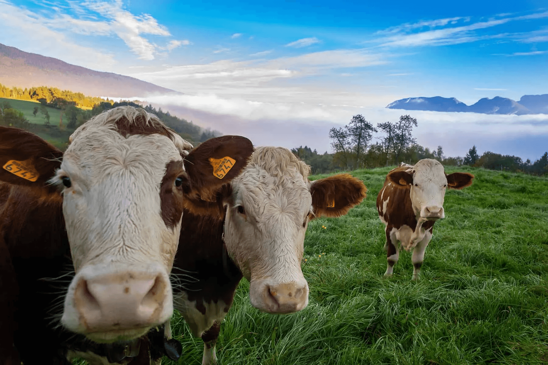 Karaaslan Besi Çiftliği - Büyükbaş Hayvan