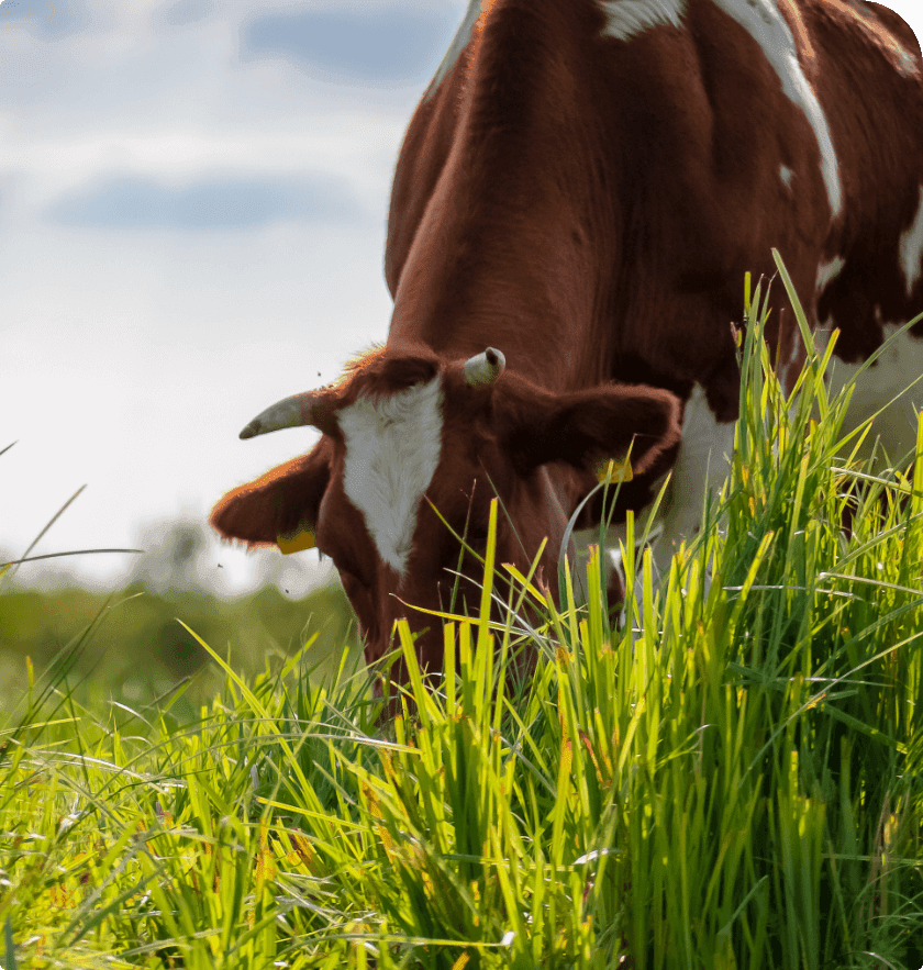 Karaaslan Besi Çiftliği - Büyükbaş Hayvan 2
