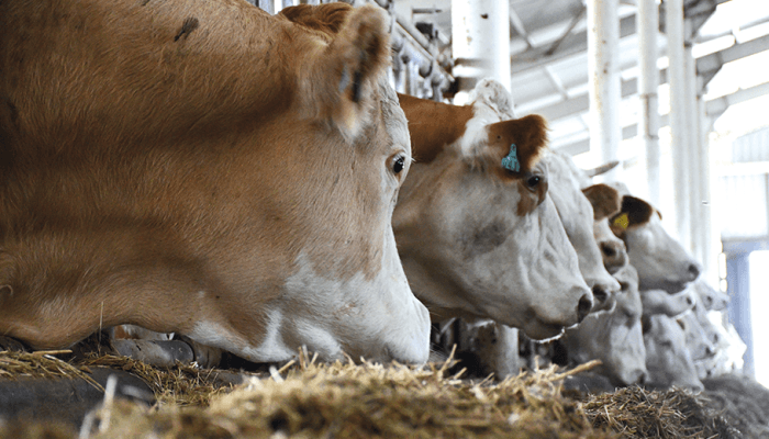 Karaaslan Besi Çiftliği - Büyükbaş Hayvan 3