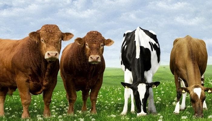 Karaaslan Besi Çiftliği - Büyükbaş Hayvan 4