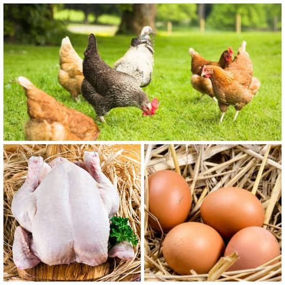 Karaaslan Besi Çiftliği - Tavuk 2