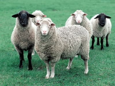 Karaaslan Besi Çiftliği - Küçükbaş Hayvan