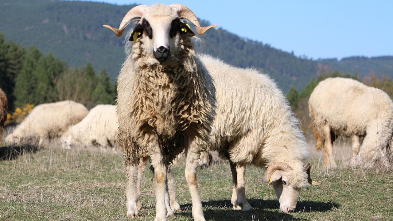 Karaaslan Besi Çiftliği - Küçükbaş Hayvan 2