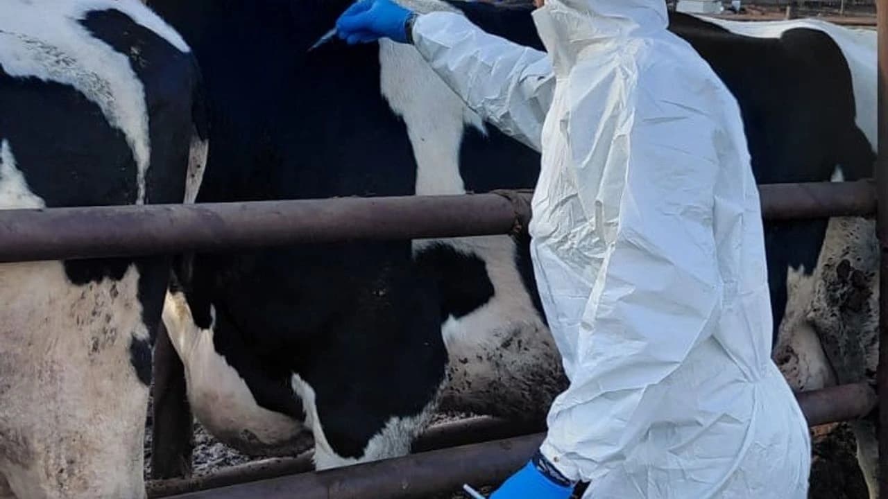 Karaaslan Besi Çiftliği - Veteriner Bakımı