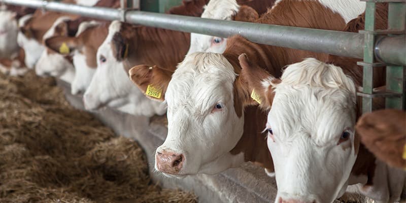 Karaaslan Besi Çiftliği