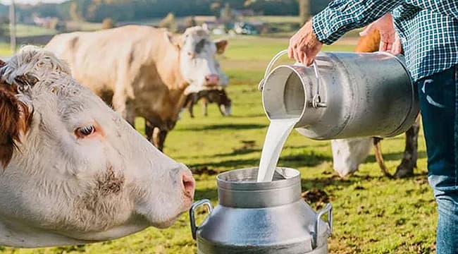 Karaaslan Besi Çiftliği - Veteriner Bakımı